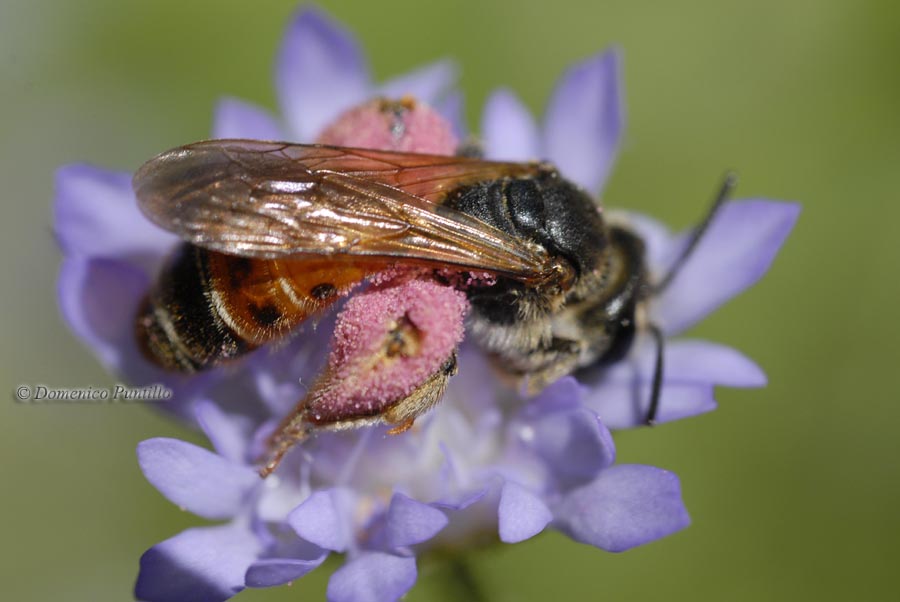 Femmina di Andrena hattorfiana
