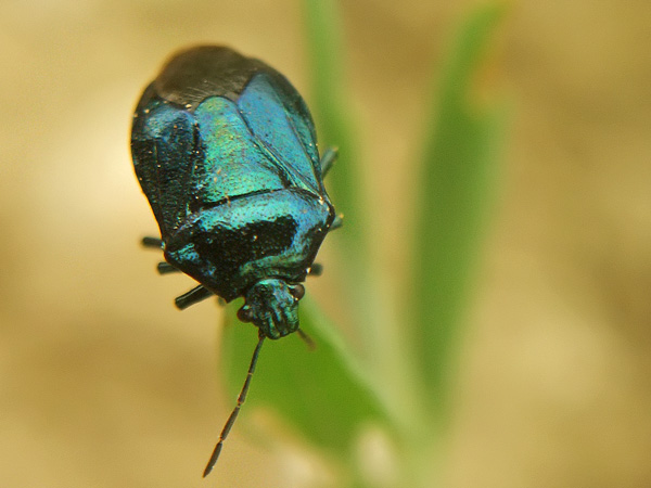 HETEROPTERA: CHIAVI DICOTOMICHE