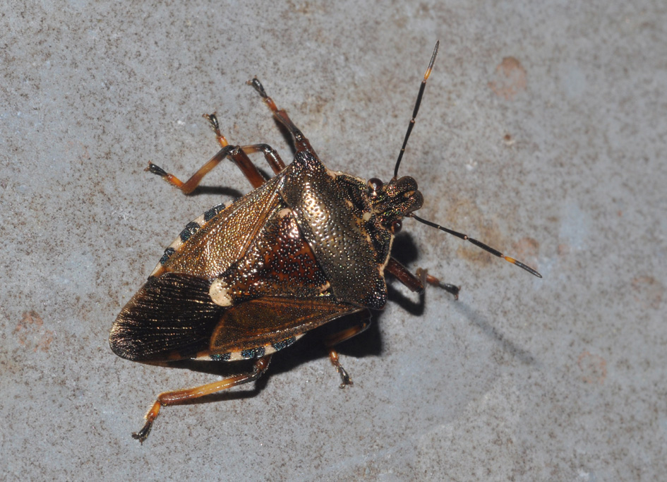 HETEROPTERA: CHIAVI DICOTOMICHE