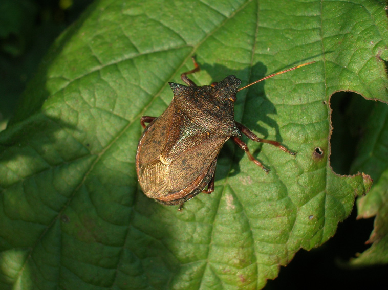 HETEROPTERA: CHIAVI DICOTOMICHE