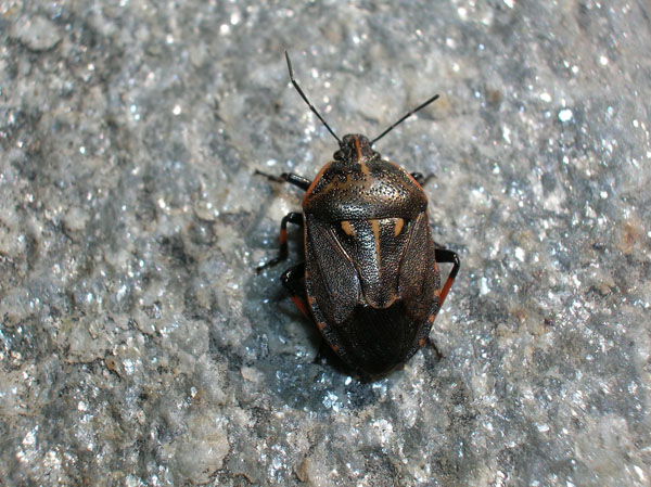 HETEROPTERA: CHIAVI DICOTOMICHE