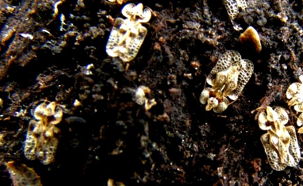 Corythucha arcuata