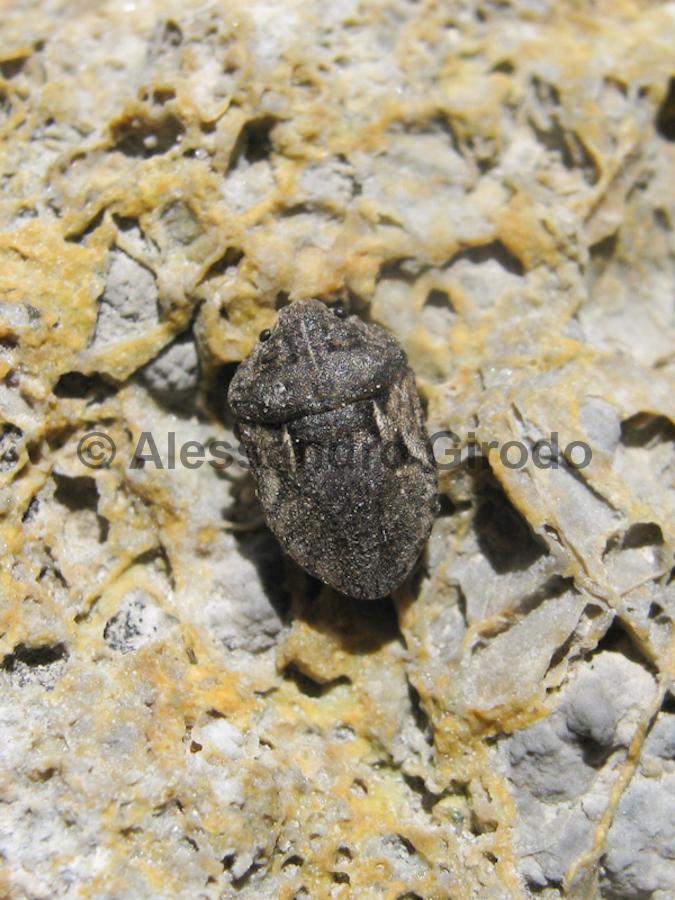 Scutelleridae: Phimodera flori (TO)  NUOVA PER L''ITALIA??