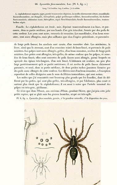 Lycosoides flavomaculata (Agelenidae) da Malta