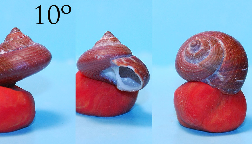 Expertos di TROCHIDAE ...y me presento
