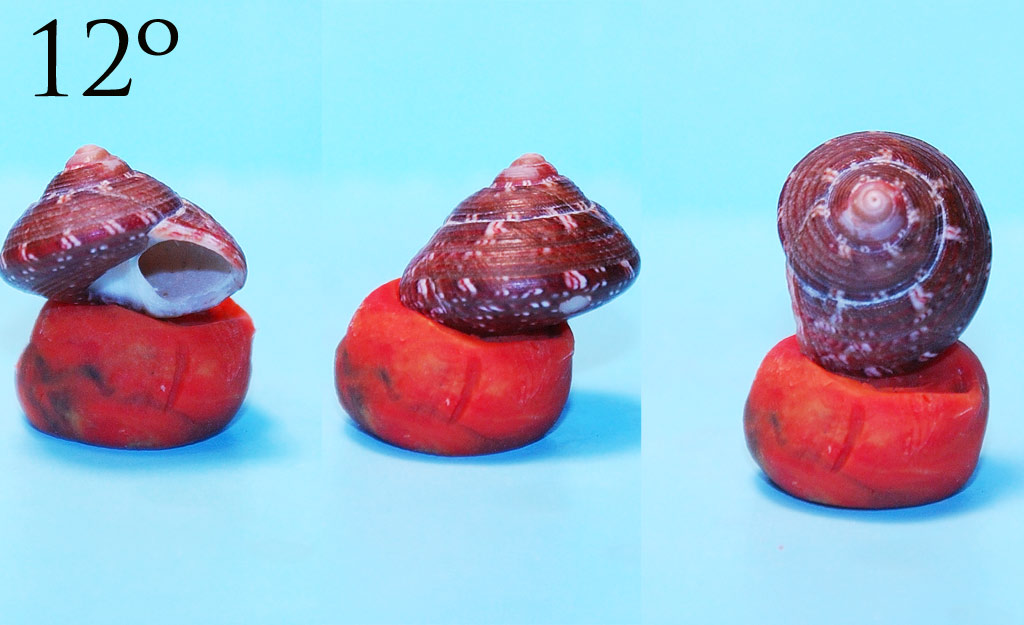 Expertos di TROCHIDAE ...y me presento