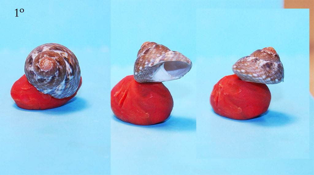 Expertos di TROCHIDAE ...y me presento