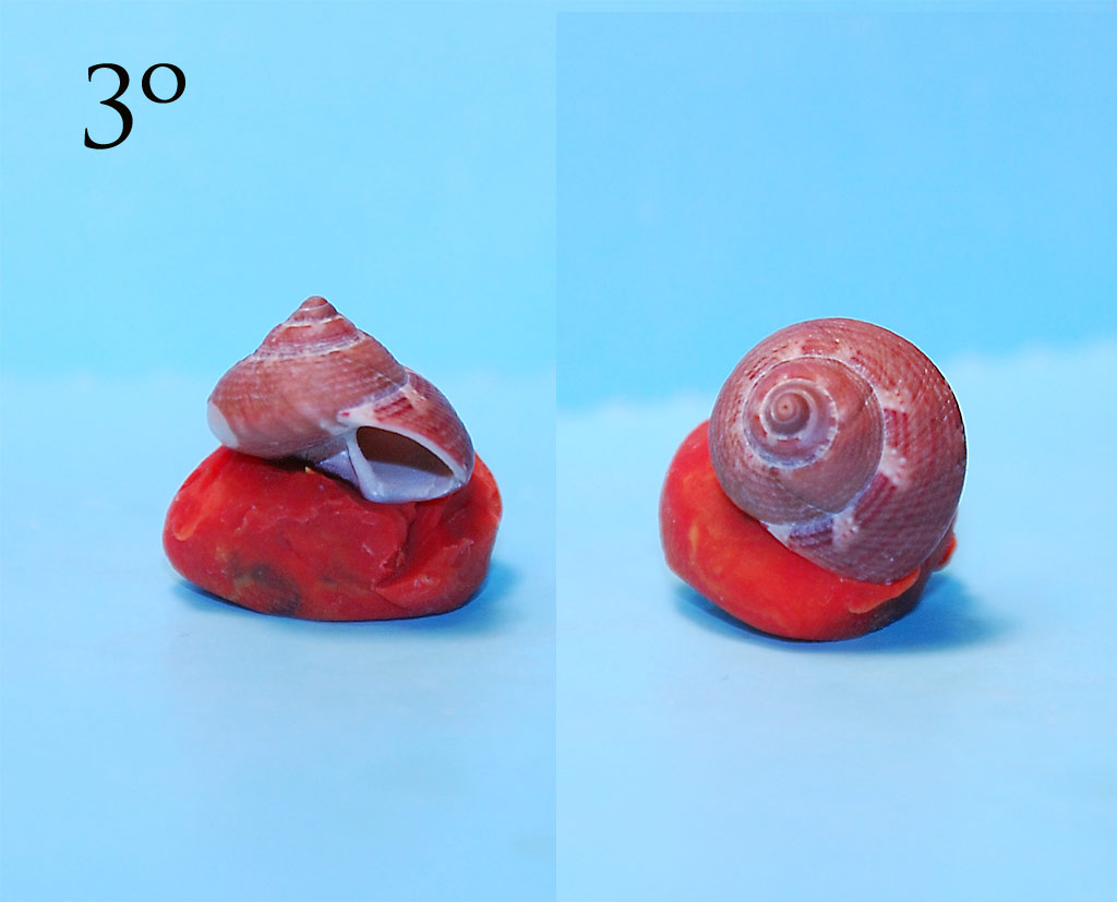 Expertos di TROCHIDAE ...y me presento