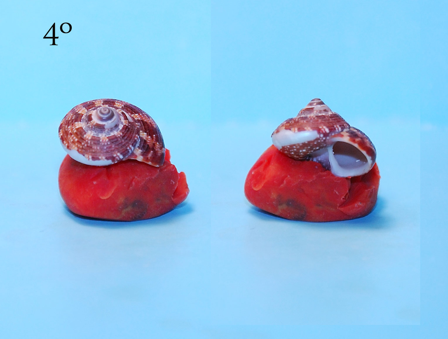 Expertos di TROCHIDAE ...y me presento