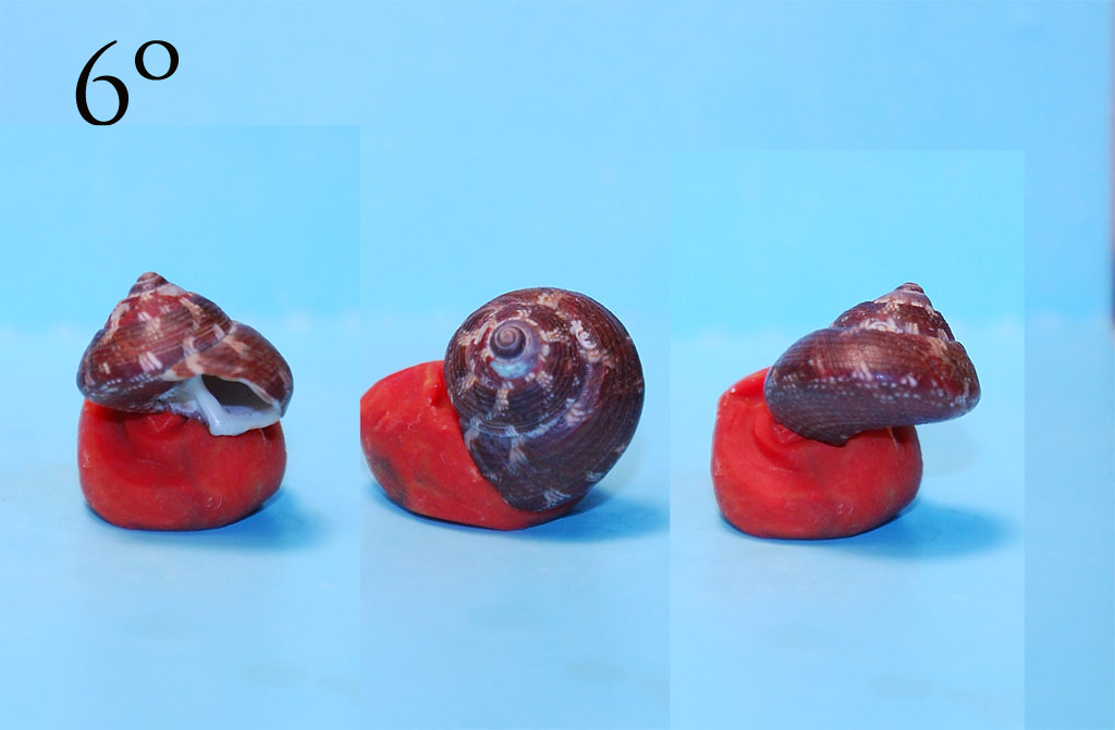 Expertos di TROCHIDAE ...y me presento