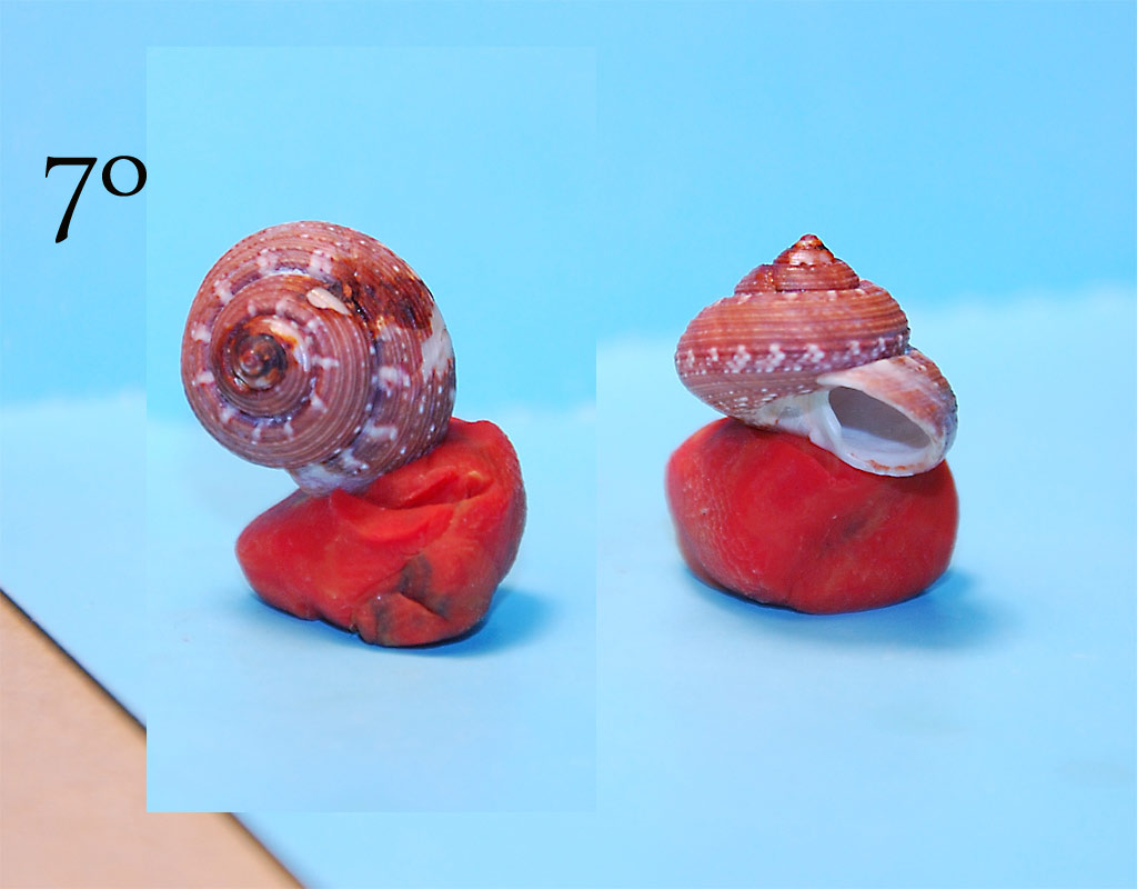 Expertos di TROCHIDAE ...y me presento