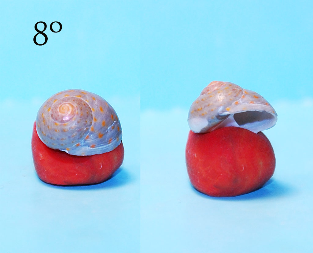 Expertos di TROCHIDAE ...y me presento