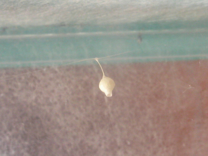 Ovisacchi di Cyrtarachne ixoides - Santa Teresa Gallura (OT)