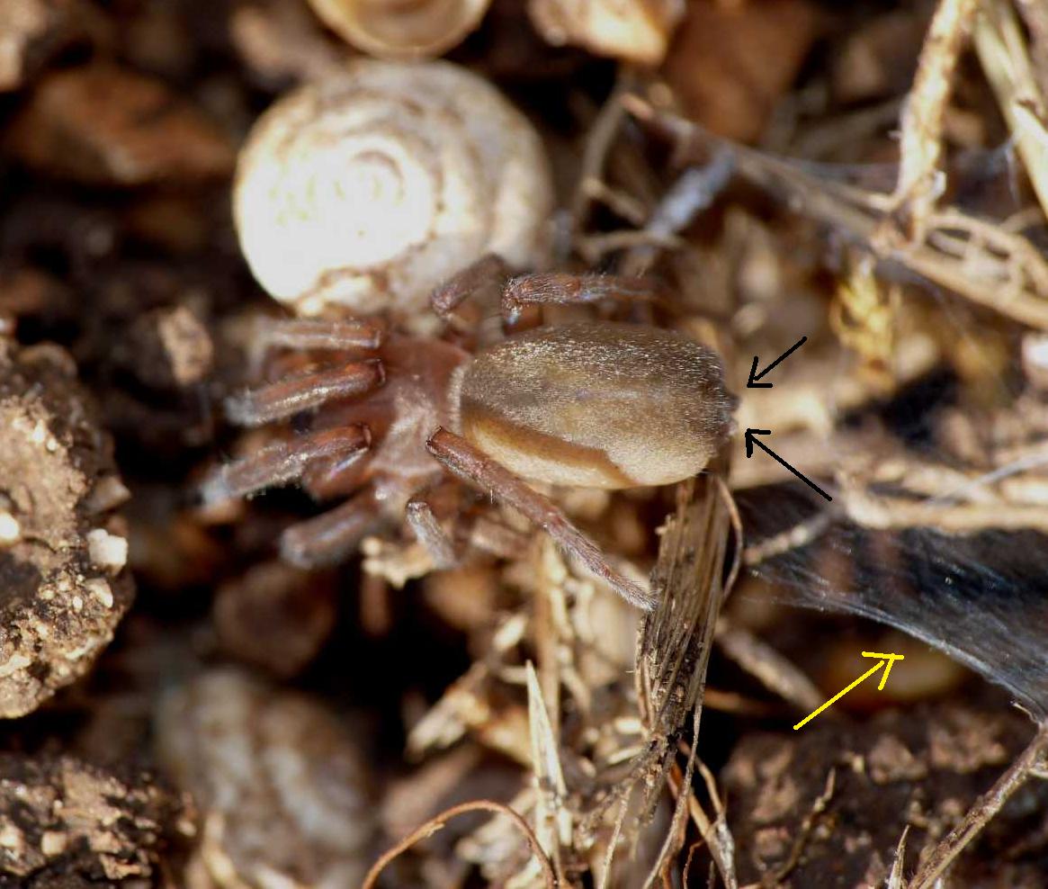 Gnaphosidae: probabile Haplodrassus sp.