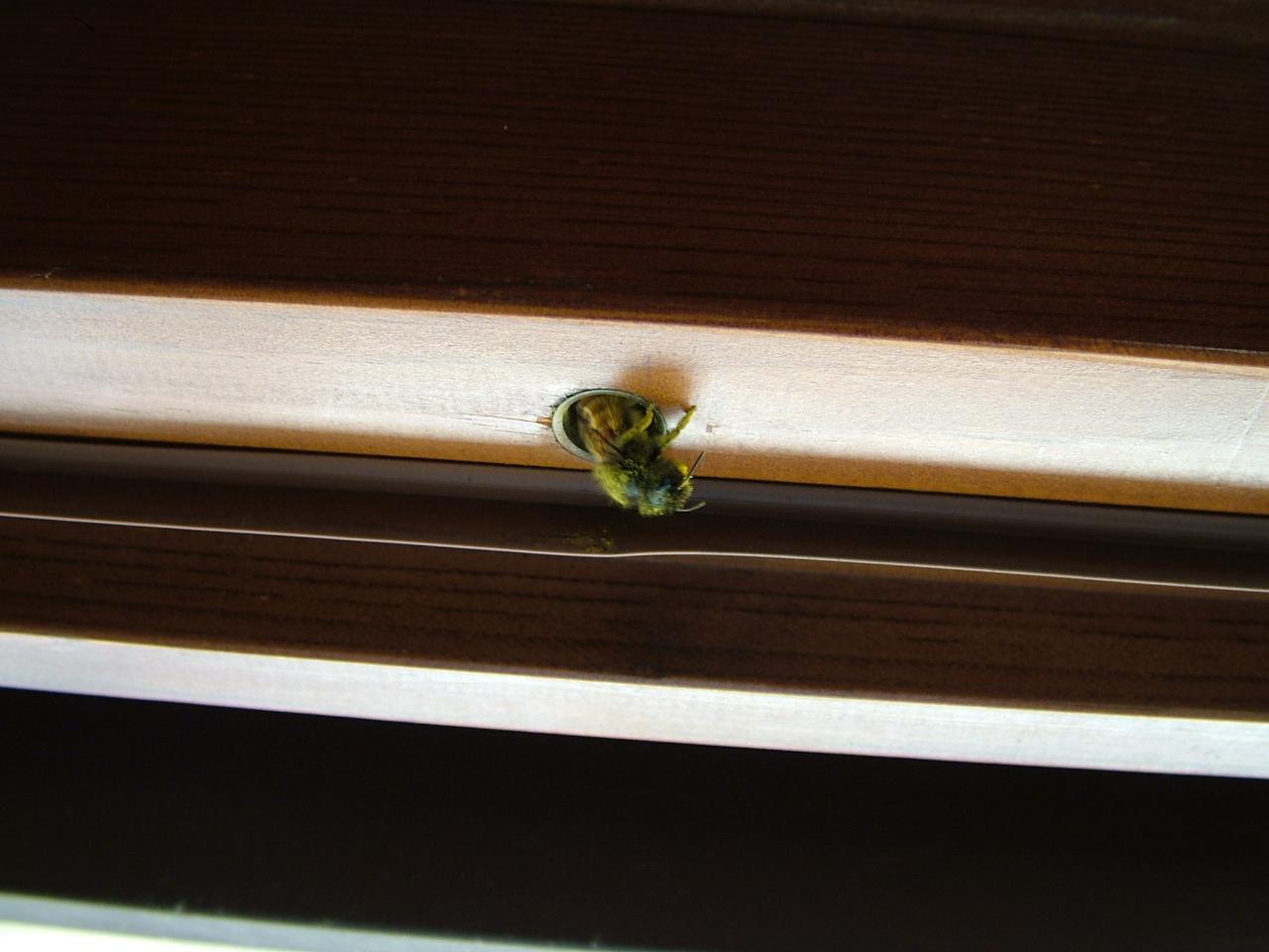 Un ape solitaria ha fatto il nido nella mia porta di casa!
