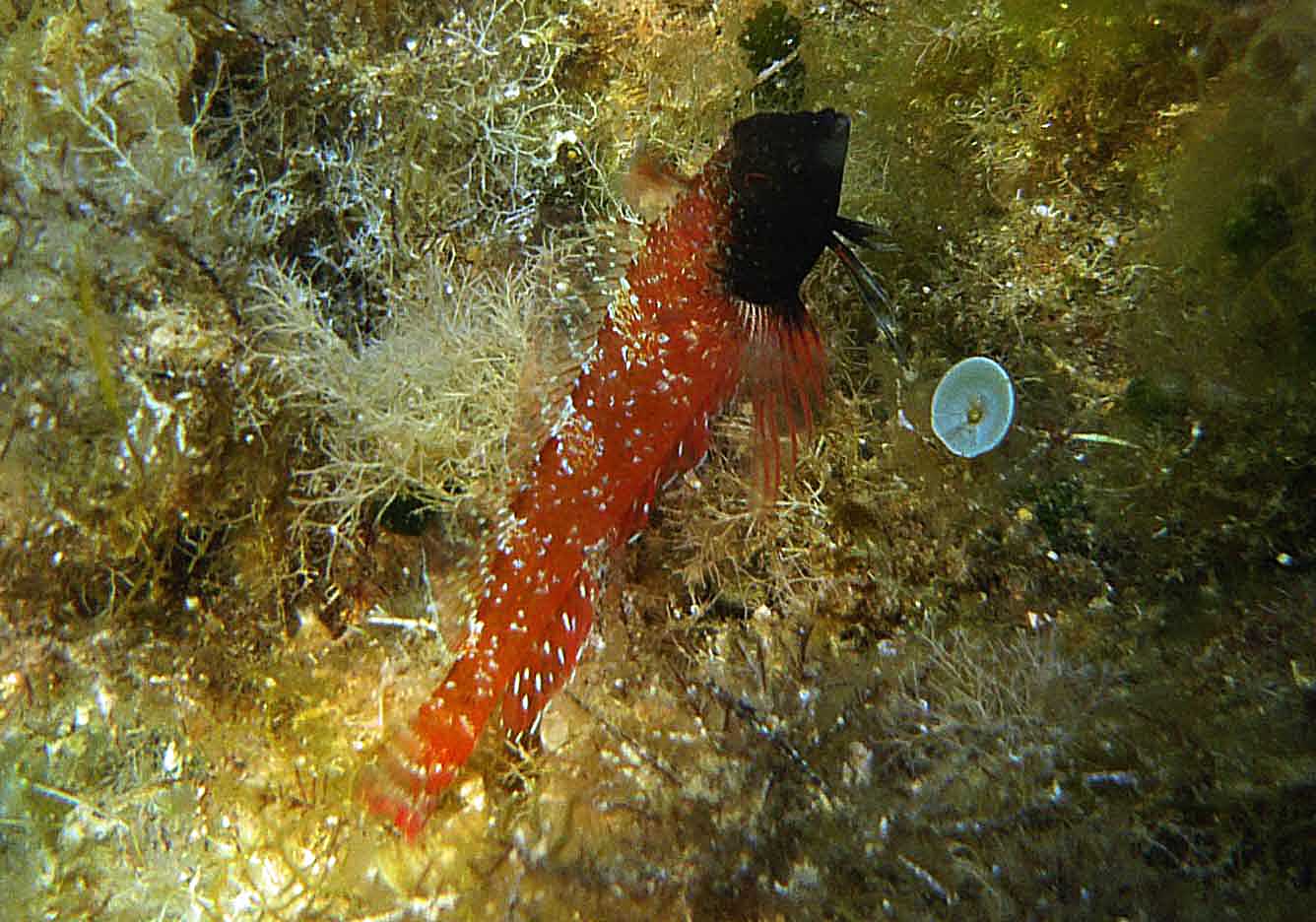 Peperoncino rosso (Tripterygion tripteronotus)