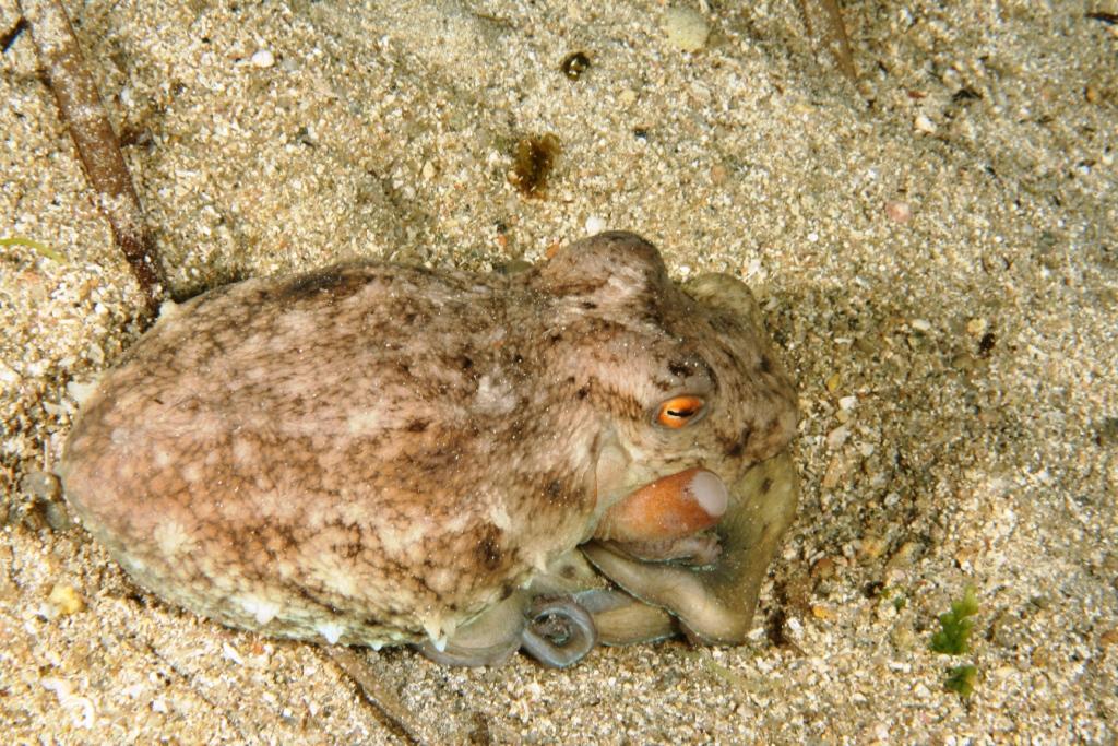 Un polpo particolare Eledone moschata