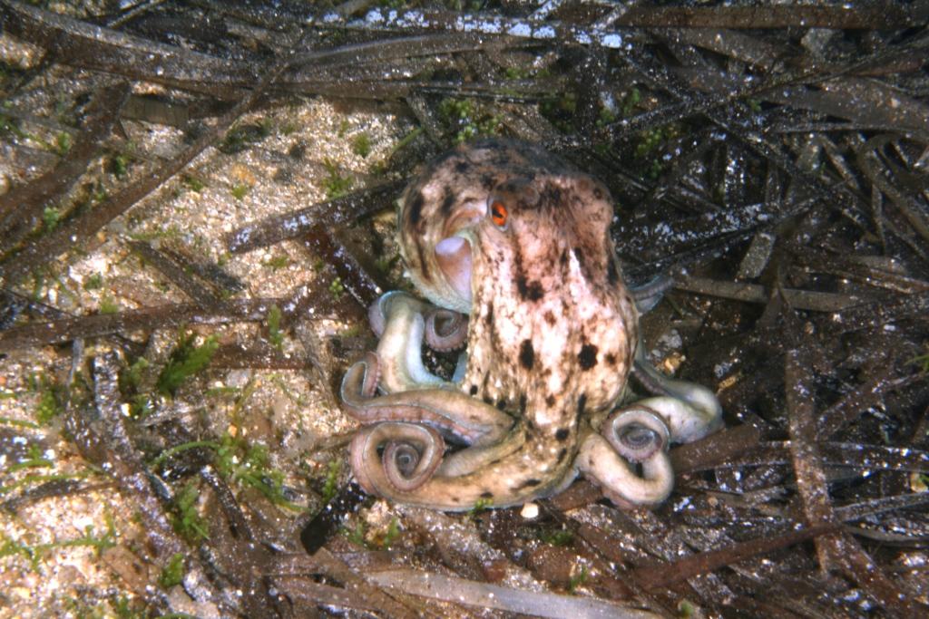 Un polpo particolare Eledone moschata