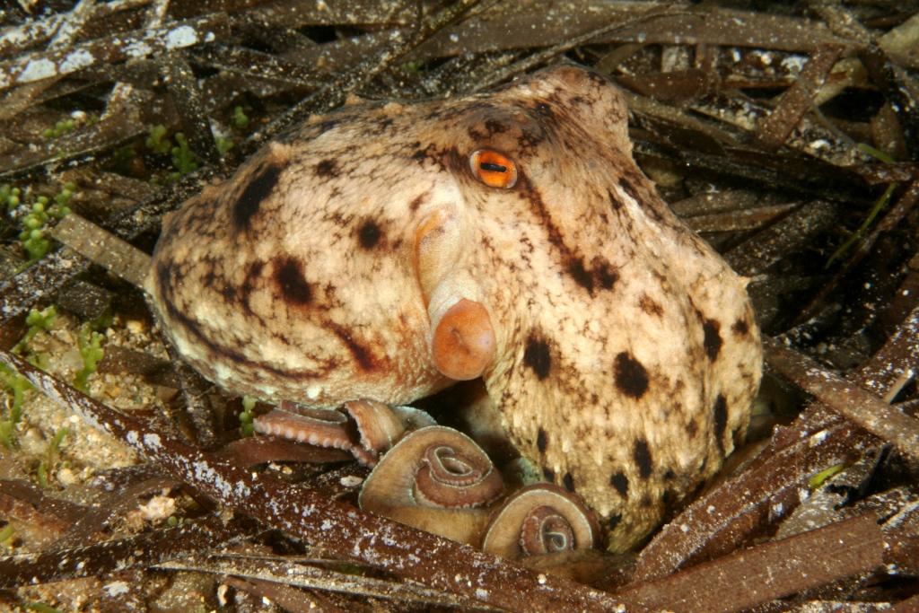 Un polpo particolare Eledone moschata