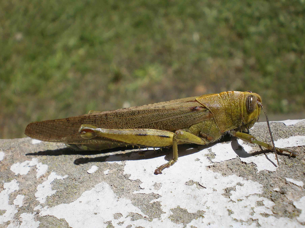 cavalletta