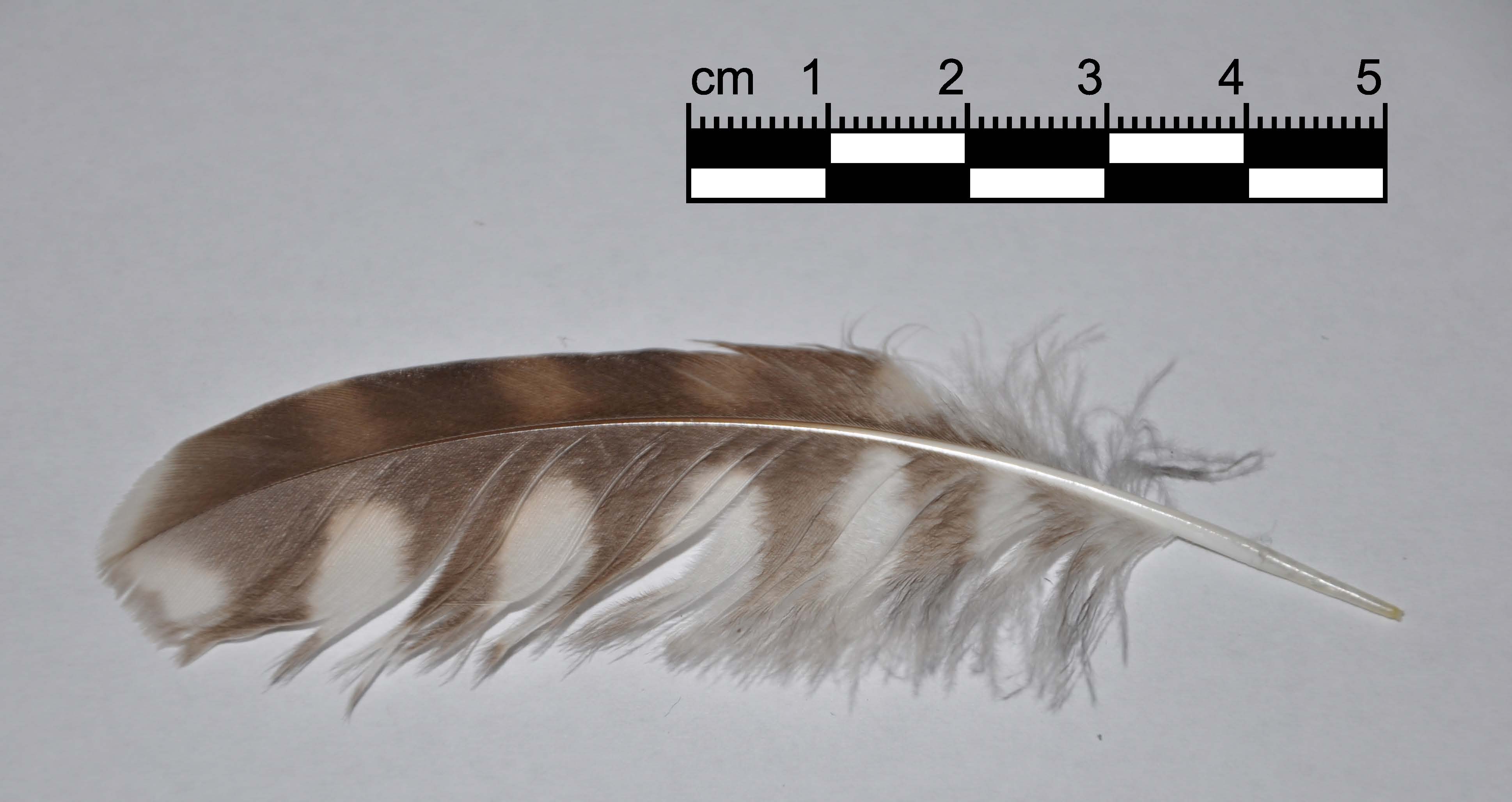 Penna da identificare 2. Civetta