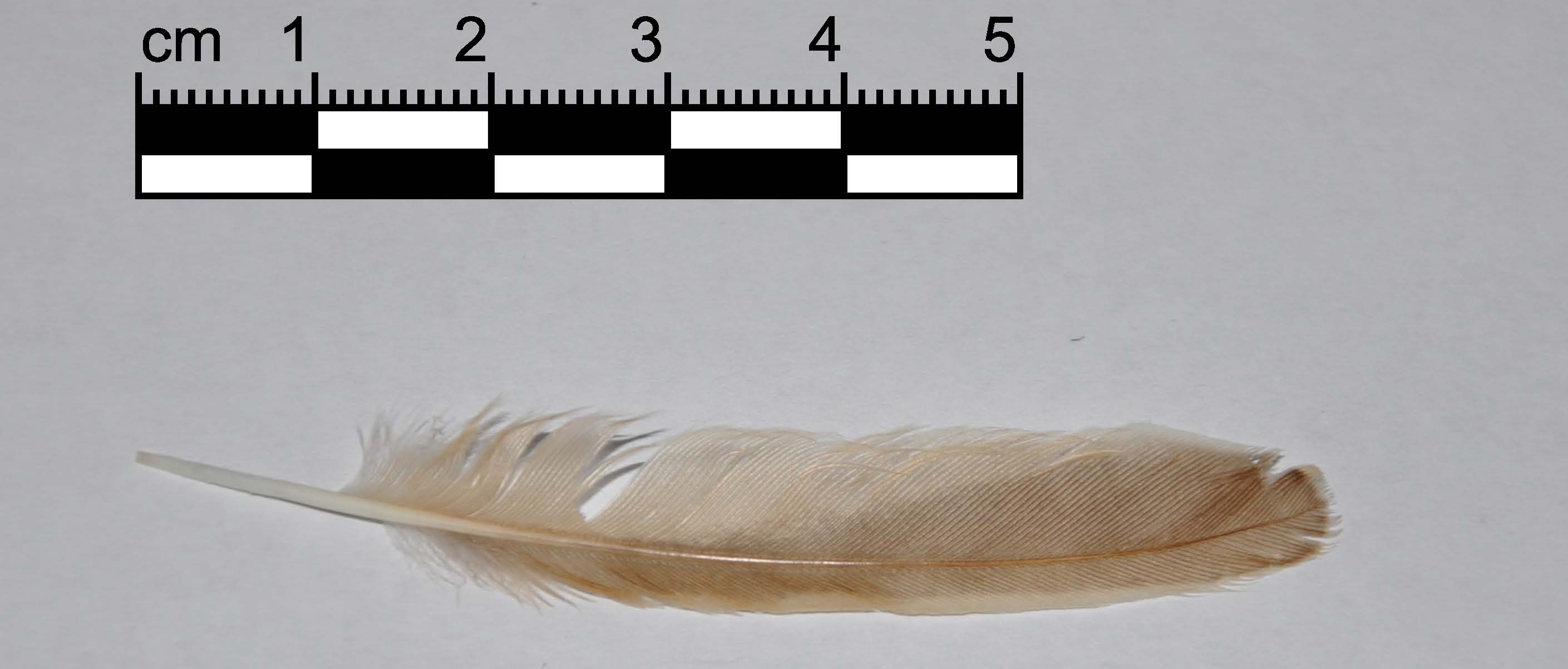 Penna da identificare