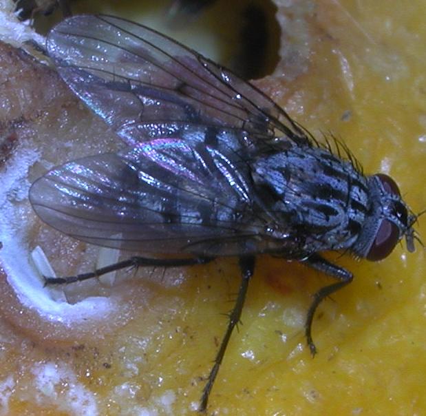 Altri ditteri (2)