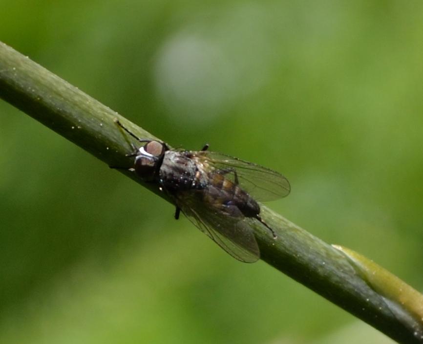 Fannia cf. canicularis