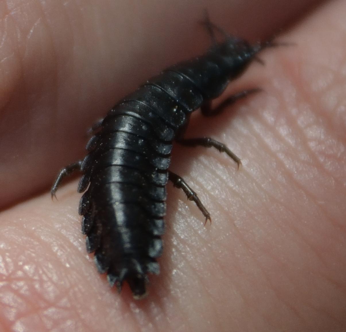 Larva di Carabus sp.