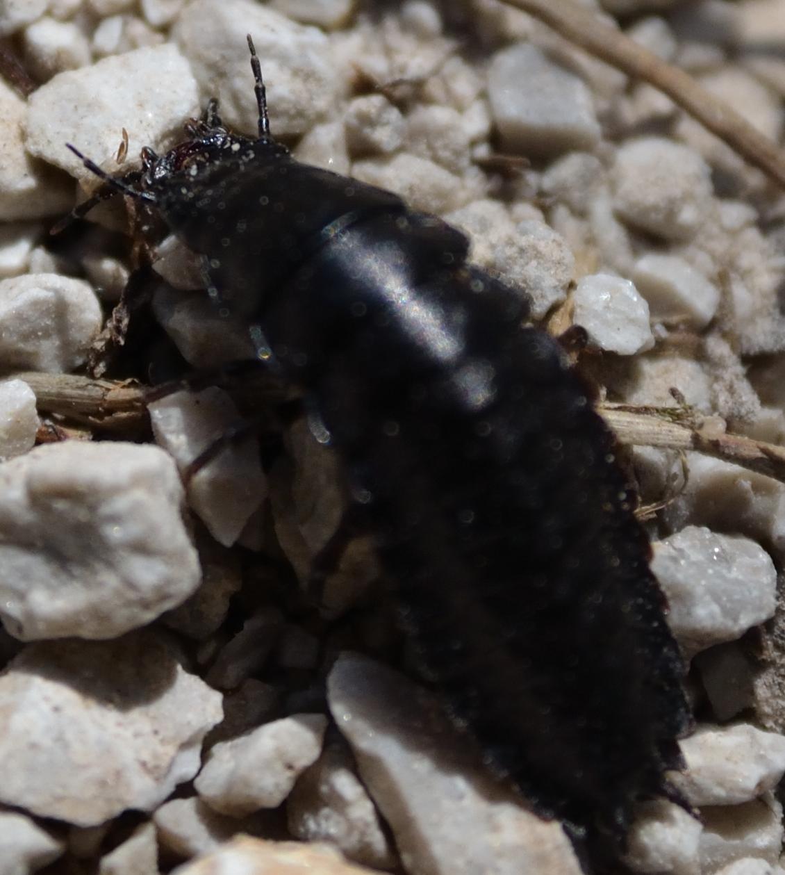 Larva di Carabus sp.