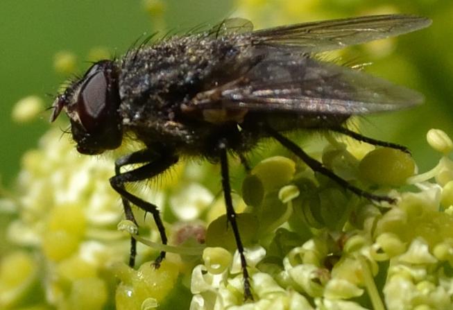 Dittero da identificare 1