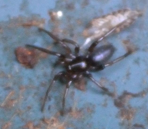 Gnaphosidae?