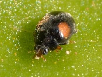 Coccinellidae