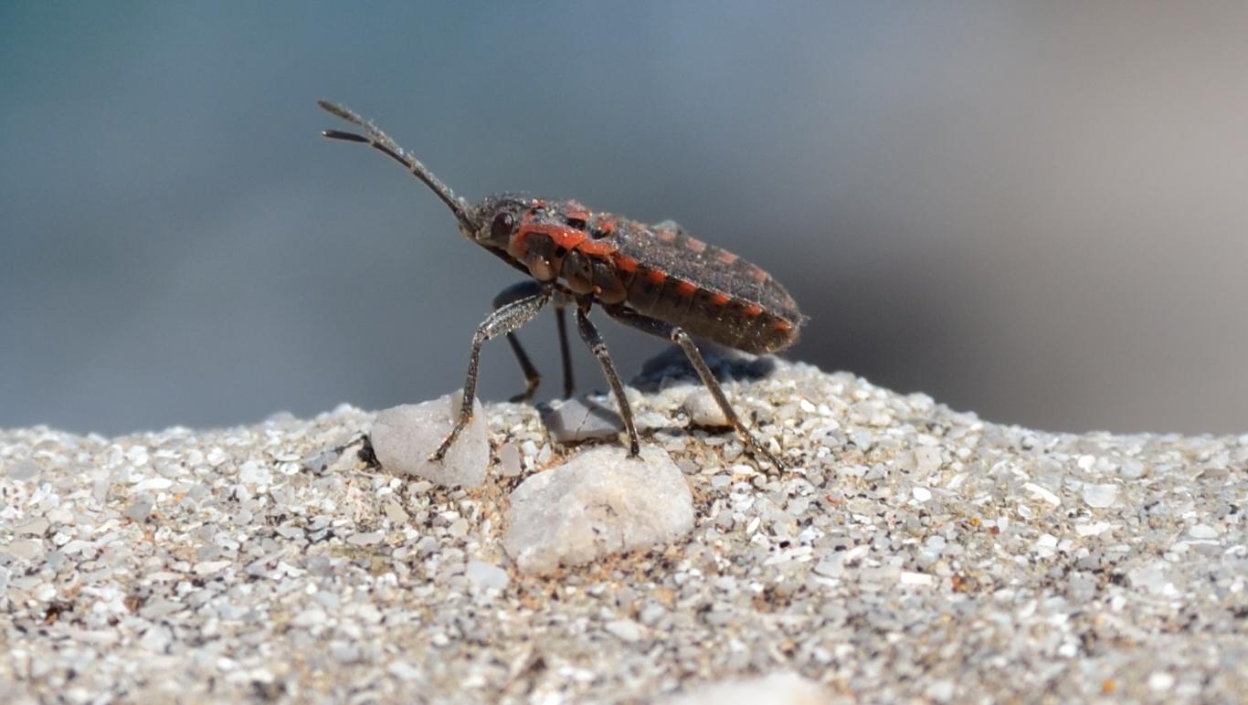 Lygaeidae: Apterola kuenckeli della Sicilia