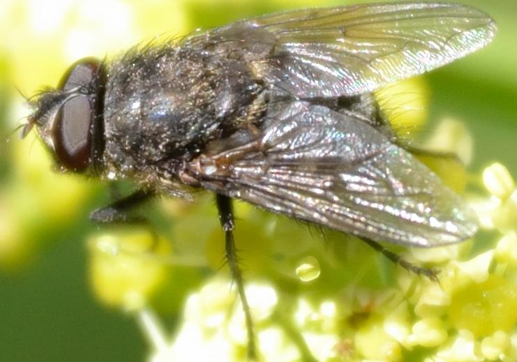 Dittero da identificare 1