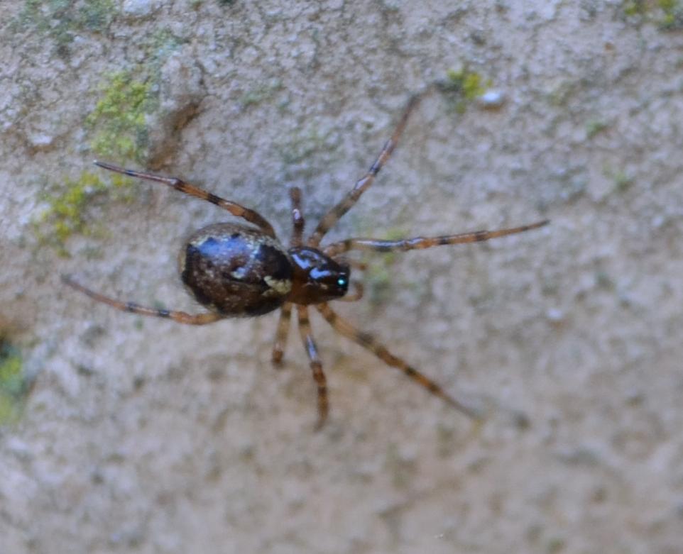 Enoplognatha sp.