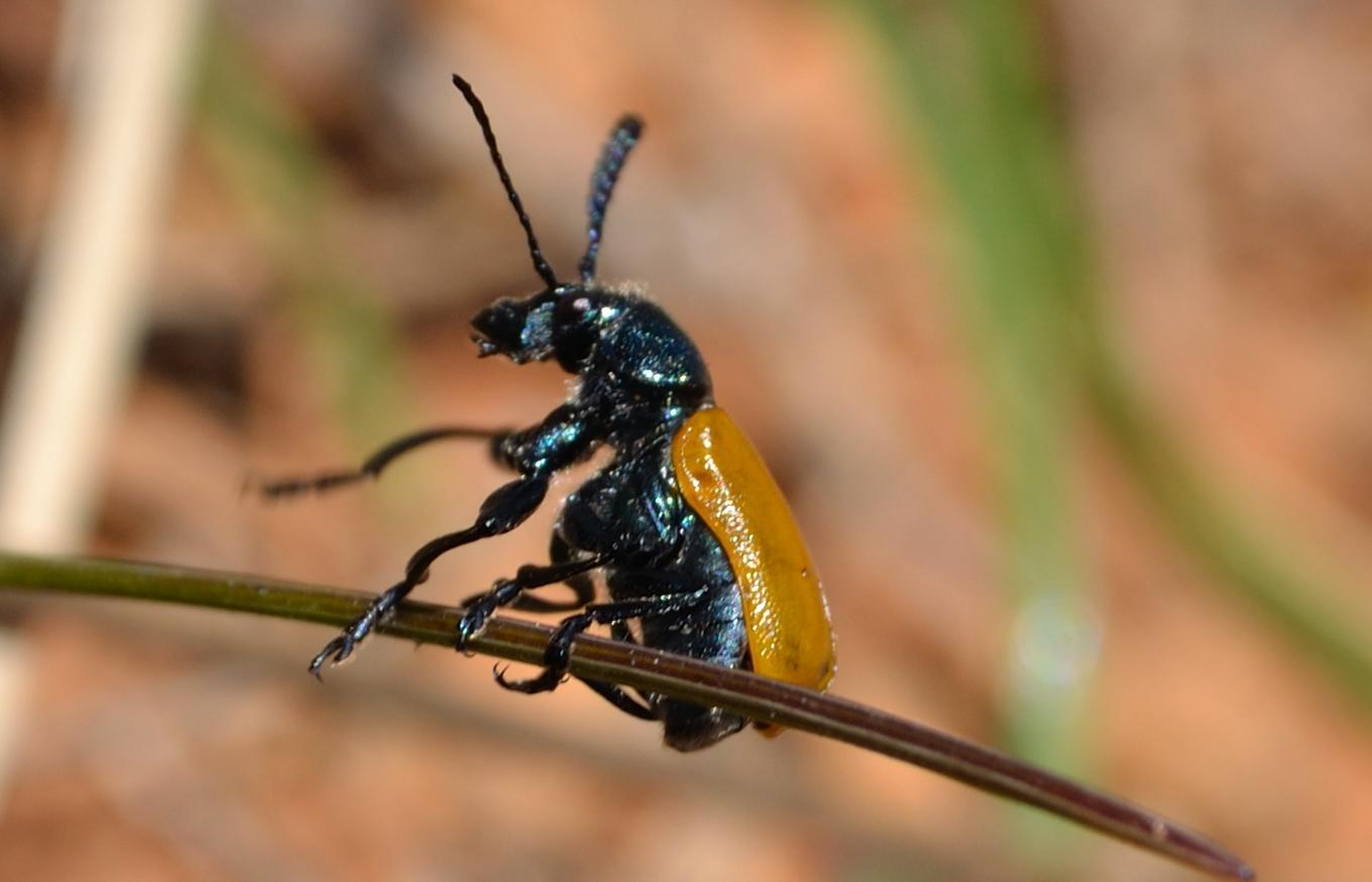 Chrysomelidae: Labidostomis sp., maschio
