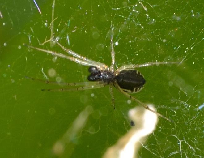 Neriene sp.