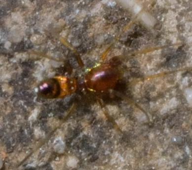 Micaria sp.