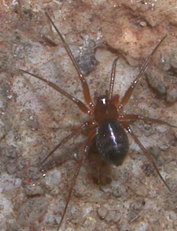 Linyphiidae