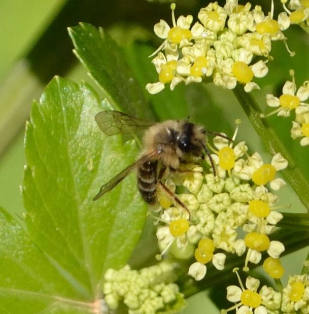 Maschio di Andrena flavipes
