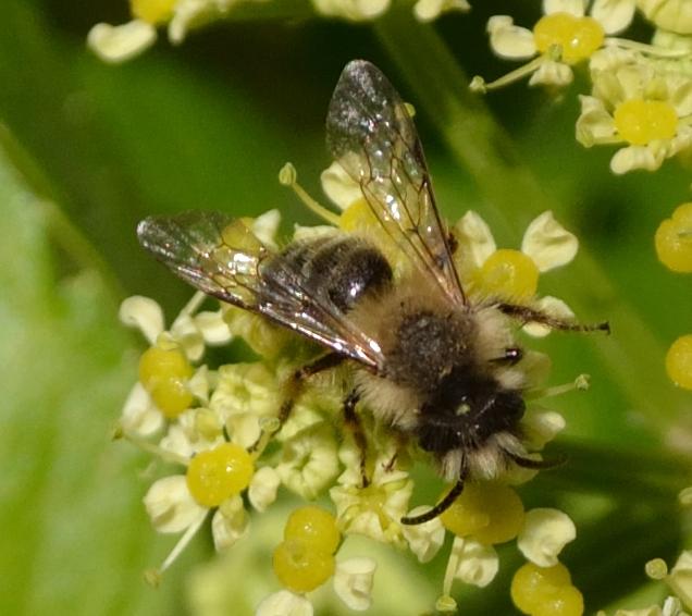 Maschio di Andrena flavipes