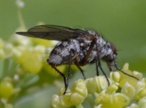 Dittero da identificare 3