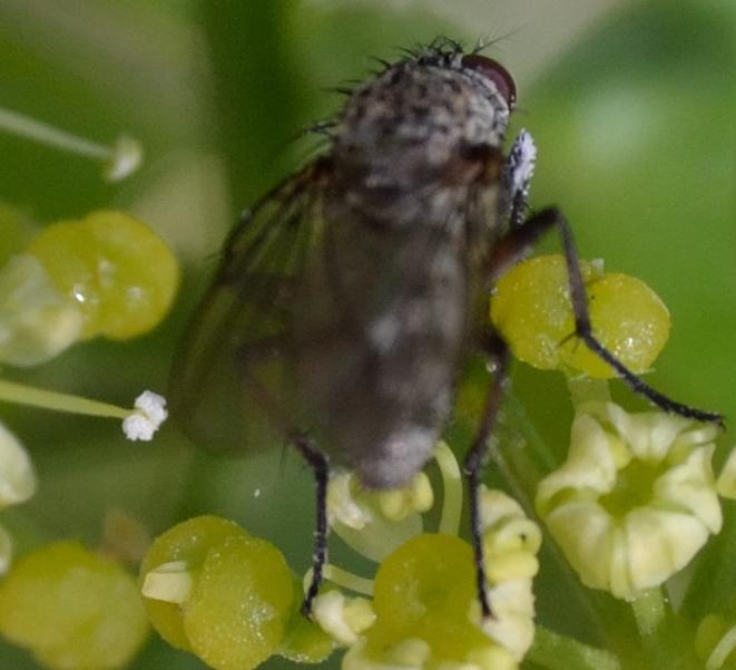 Dittero da identificare 3