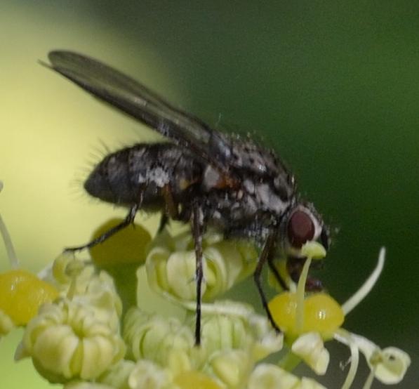 Dittero da identificare 3