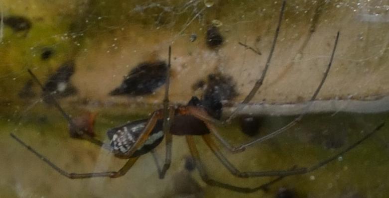 Neriene sp.