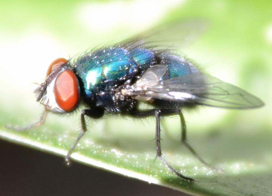 Dittero da identificare 5 (Lucilia?)