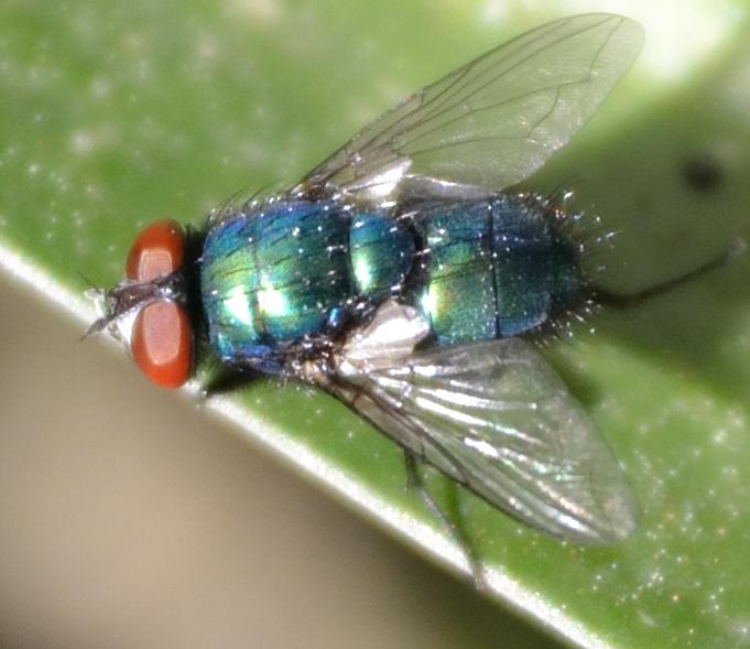 Dittero da identificare 5 (Lucilia?)