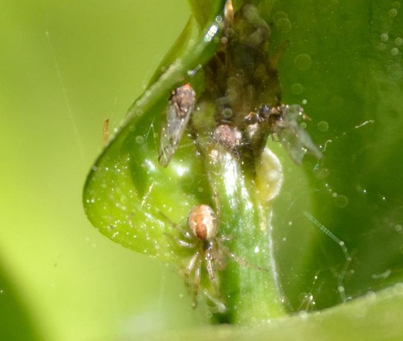Kochiura aulica