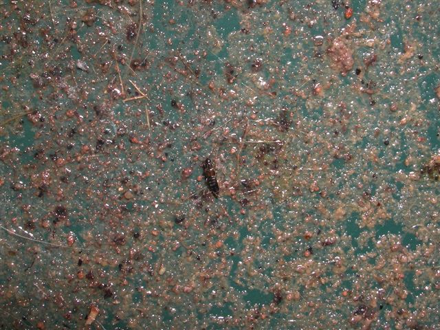 Due piccoli coleotteri: Staphilinidae e Microlestes